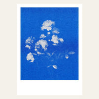 Risography Postcard | Rose No. 1